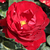 Czerwony  - Róże rabatowe floribunda - Lilli Marleen®